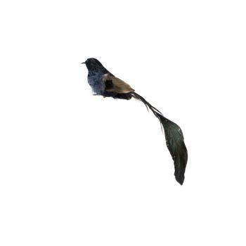 Cosy @ Home Oiseau Long Tail Feathers Noir 25x4xh4cm